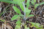 Eastern whiteflower beardtongue